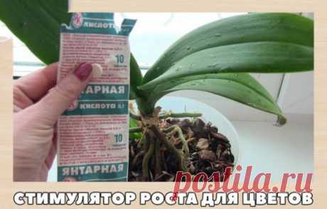 СТИМУЛЯТОР РОСТА ДЛЯ ЦВЕТОВ
Продавец в цветочном магазине однажды уговорил меня купить янтарную кислоту: мол, это средство удивительно стимулирует рост растений и переборщить с ним невозможно.
Дома я развела 1 г. порошка на 5 л. воды, полила и опрыскала раствором все домашние растения.
Результат был обалденный! И стал заметен уже через неделю:
- Марантовые выпустили новые листья и побеги.
- Понравилась подкормка и бегониям: вечноцветущая, например, дала сразу 4 мощных боковых побега, усилило
