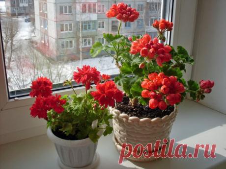 Тюльпановидная герань в домашних условиях, уход, размножение и фото