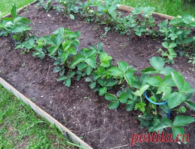 Клубнику собираю прямо с куста. Ни одна ягода на землю не ложится.