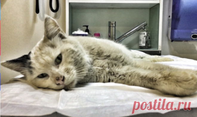 «Всё равно люблю!» Кот-приманка, которого подростки бросили на стройке, улыбается людям! 
Человек рождён свободным. Он волен идти направо или налево, свободен в выборе — путешествовать или сидеть дома, свободен в поисках любви или одиночества…
Но животные созданы так, что они зависят от ч…
