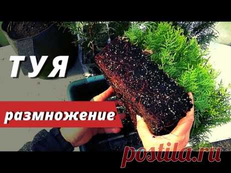 ТУЯ - размножение. Самый простой, но эффективный способ размножение и выращивание туи черенками .