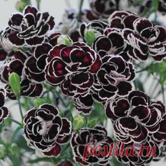 300PCS/bag Carnation Dianthus Seeds - RARE Potted Courtyard Garden Flower Seeds  300PCS/bag Carnation Dianthus Seeds - RARE Potted Courtyard Garden Flower Seeds

Product Details:

Quantity: 300 pcs

Germination time: 10-15 days

For germination temperature: 15-25 Celsius.

Package: 1 PP Simple Packaging

Applications: Balco...