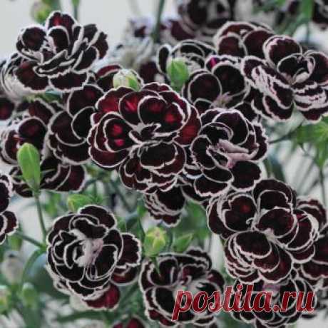 300PCS/bag Carnation Dianthus Seeds - RARE Potted Courtyard Garden Flower Seeds  300PCS/bag Carnation Dianthus Seeds - RARE Potted Courtyard Garden Flower Seeds

Product Details:

Quantity: 300 pcs

Germination time: 10-15 days

For germination temperature: 15-25 Celsius.

Package: 1 PP Simple Packaging

Applications: Balco...