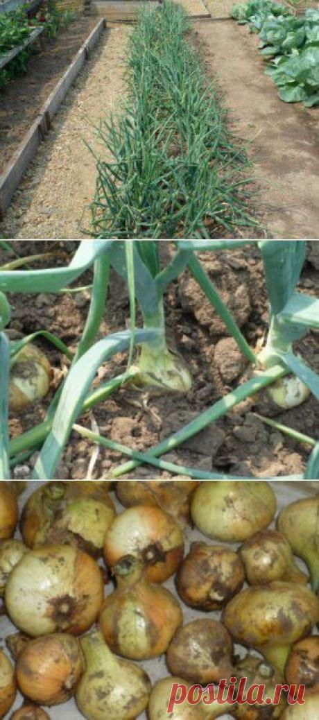 Выращивание репчатого лука из севка.