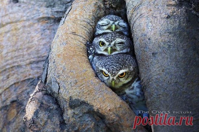 20 крутых животных, которые будто позируют для обложки музыкальных альбомов