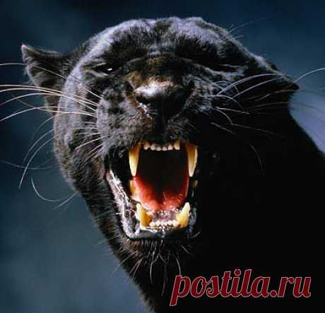 Обряд на усмирение гневных сердец