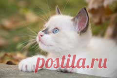 Кормление котят с 2х месяцев до 1 года