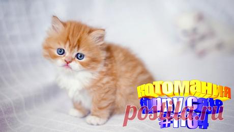 Вам нравится смотреть приколы с котами? Тогда мы уверены, Вам понравится наше видео 😍. Также на котомании Вас ждут: видео кот,видео кота,видео коте,видео котов,видео кошек,видео кошка,видео кошки,видео о котах, видео про, видео с кошками, котик, коты видео приколы, кошка видео, о кошках, приколы котов, прикольные коты, с котами, самые смешные кошки, смешные видео про животных, смешные котики