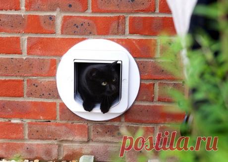 10 необычных изобретений для домашних питомцев - Домашние питомцы - Леди Mail.Ru