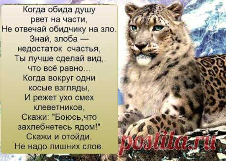Если тебя оскорбляют, никогда не отвечай им в ответ. Ведь если на тебя лает собака... ты же не становишься на четвереньки и не лаешь ей в ответ.
