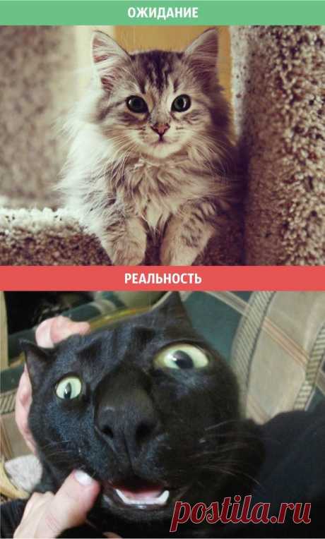 Жизнь с котом: ожидание против суровой реальности