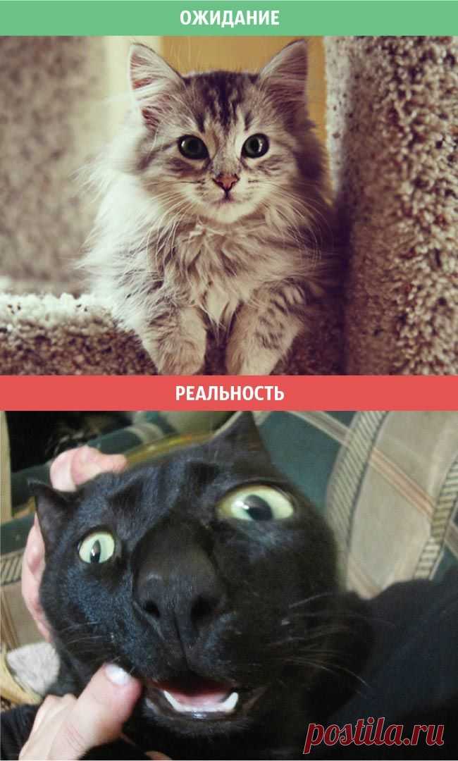 Жизнь с котом: ожидание против суровой реальности