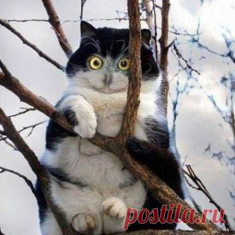 котики Поиск