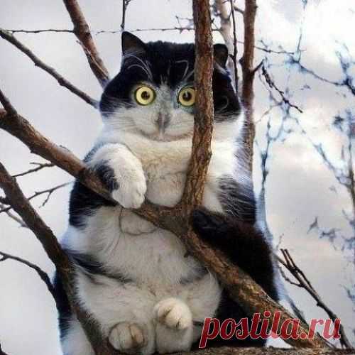 котики Поиск