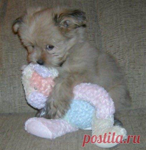 Животные, мягкие игрушки и обнимашки | Позитив в картинках и не только