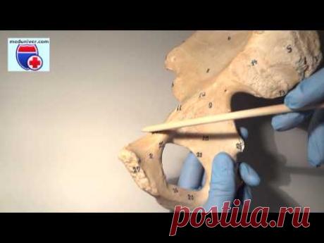 Анатомия тазовой кости (os coxae) - meduniver.com