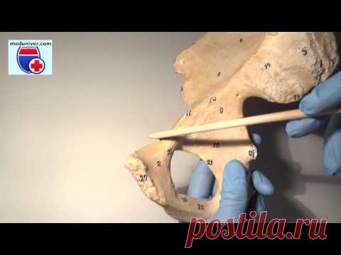 Анатомия тазовой кости (os coxae) - meduniver.com