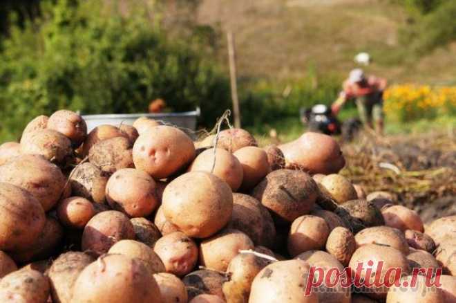 Обновляем сорта картофеля: 5 способов