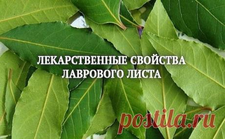 ЛАВРОВЫЙ ЛИСТ В ПОМОЩЬ  
Именно остеохондроз является причиной боли в спине в 80% случаев
Для тех, у кого застарелый остеохондроз, лучше любых мазей из аптеки помогают средства на основе лаврового листа.
Вот отличные рецепты:
1) Лавровое масло. Залить стаканом оливкового масла 1 ст. ложку мелко нарезанных лавровых листьев и настаивать 15 дней в теплом месте. Лучше всего втирать масло в больные места на ночь, а потом тепло укутываться.
2) Настой. Взять 1 ч. ложку измельченн...