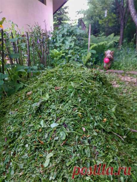 Июнь -время горячей травы | Сад Анны Гауэр | Яндекс Дзен