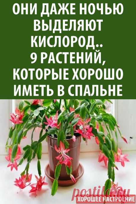 Они даже ночью выделяют кислород.. 9 растений, которые хорошо иметь в спальне