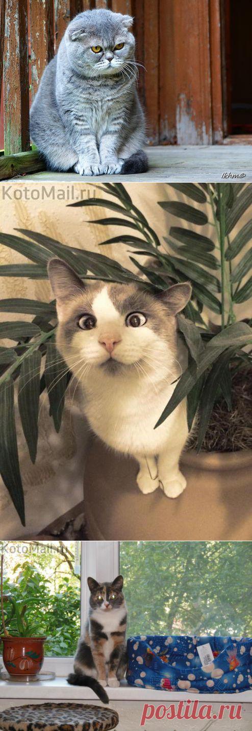 Стройные лапки | KotoMail.ru