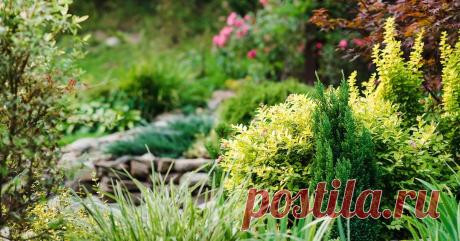 Применение медного и железного купороса – сроки и правила | undefined (undefined)