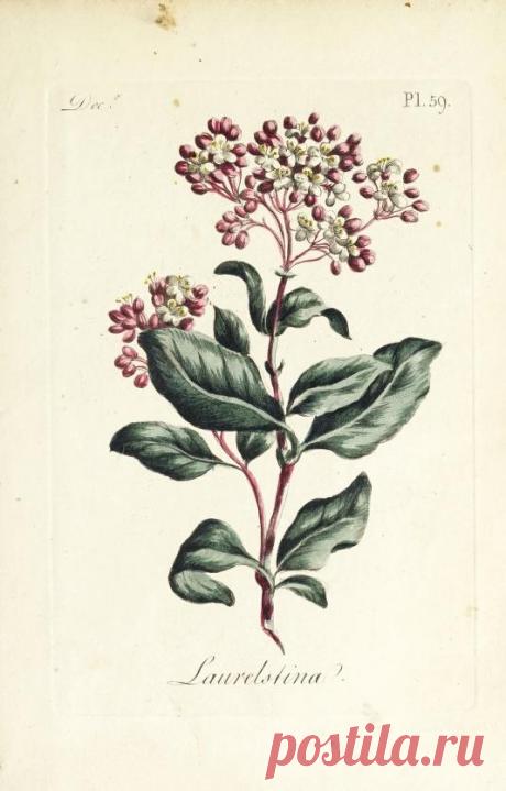 The florist : containing sixty plates of the most beautiful flowers regularly dispos'd in their succession of blowing : to which is added an accurate description of their colours, with instructions for drawing & painting them according to nature : being a new work intended for the use & amusement of gentlemen and ladies delighting in that art : Free Download, Borrow, and Streaming : Internet Archive