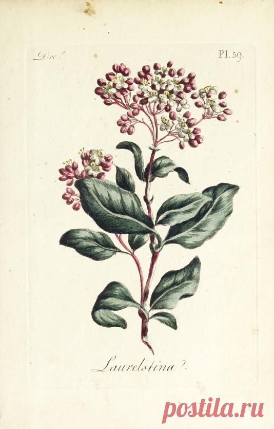 The florist : containing sixty plates of the most beautiful flowers regularly dispos'd in their succession of blowing : to which is added an accurate description of their colours, with instructions for drawing & painting them according to nature : being a new work intended for the use & amusement of gentlemen and ladies delighting in that art : Free Download, Borrow, and Streaming : Internet Archive