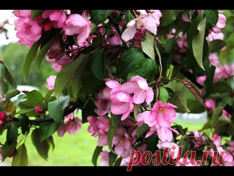 Видео работ курсантов прошлого сезона | Страна Мастеров