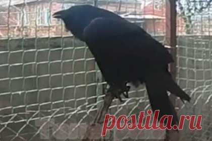 Житель Северной Осетии научил ворона говорить «Ахмат — сила!». Житель Северной Осетии, зоолог и орнитолог Заур Дзуцев научил годовалого ворона Винсента говорить несколько фраз на русском языке. Ворон научился говорить «Ахмат — сила!», «Ауай цу» (по-осетински «Иди отсюда»), еще лает по собачьи. Некоторые выражения, например «Ауай цу», ворон подслушал у матери Дзуцева.