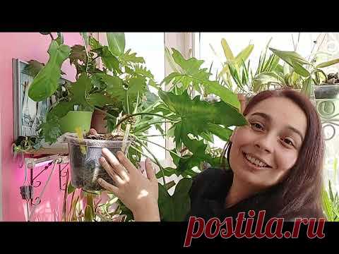 Филодендроны: хитрости