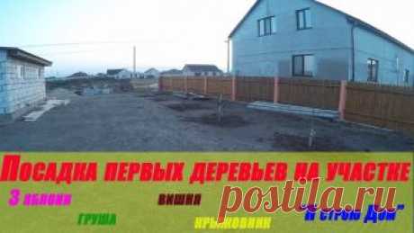 Посадка первых деревьев на участке