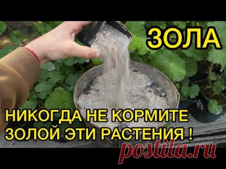 ЗОЛА - ПОЛЬЗА И ВРЕД ПОДКОРМКИ РАСТЕНИЙ. ПЛЮСЫ И МИНУСЫ