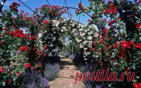 Сад Королевского Национального Общества Розоводов Royal National Rose Society находится на Чизуэлл Грин , недалеко от Сент-Олбанс , Хартфордшир в Великобритании Основанное в 1876 году, Королевское Национальное общество розоводов является одним из ведущих благотворительных садоводств, предназначенный для поощрения, совершенствования и...