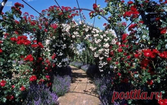 Сад Королевского Национального Общества Розоводов Royal National Rose Society находится на Чизуэлл Грин , недалеко от Сент-Олбанс , Хартфордшир в Великобритании Основанное в 1876 году, Королевское Национальное общество розоводов является одним из ведущих благотворительных садоводств, предназначенный для поощрения, совершенствования и...