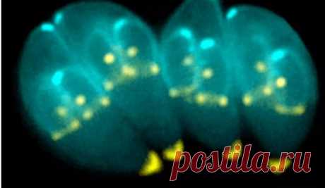 Toxoplasma gondii - паразит, вдохновляющий на новые методы лечения шизофрении