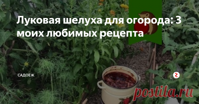 Луковая шелуха для огорода: 3 моих любимых рецепта Все садоводы наверняка знают о пользе луковой шелухи. Что ее нужно собирать, хранить до лета, а потом использовать для подкормки и обработки растений. Но не все знают как приготовить 