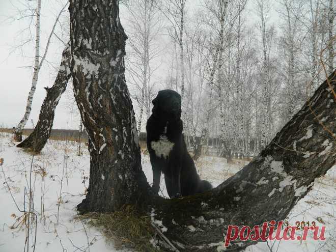 Монголдог Айса Умница Лилу