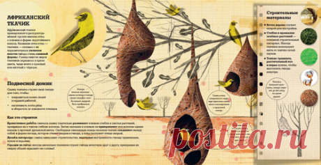 Как строят животные — Термитник (домик для колонии термитов) представляет собой высокое и прочное сооружение в виде башни. Одни виды термитов устраивают колонии на деревьях, другие — под землей, а третьи строят наземные термитники, которые могут достигать восьми метров в высоту. Некоторые термитники такие прочные, что разрушить их можно только с помощью динамита. — Самец ткачика (маленькая птичка) строит свое гнездо в виде кокона, свисающего с ветки дерева. Иногда ткачик пристраивает ко входу…