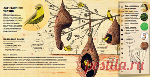 Как строят животные — Термитник (домик для колонии термитов) представляет собой высокое и прочное сооружение в виде башни. Одни виды термитов устраивают колонии на деревьях, другие — под землей, а третьи строят наземные термитники, которые могут достигать восьми метров в высоту. Некоторые термитники такие прочные, что разрушить их можно только с помощью динамита. — Самец ткачика (маленькая птичка) строит свое гнездо в виде кокона, свисающего с ветки дерева. Иногда ткачик пристраивает ко входу…