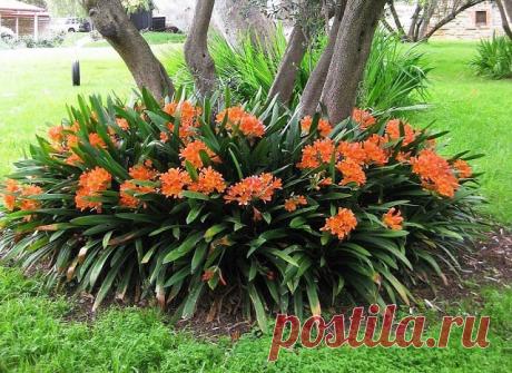 Оформление околоствольных кругов деревьев

Планируя дизайн сада, порой мы забываем про околоствольные круги деревьев. Давайте посмотрим, как можно и нужно использовать их для украшения участка.
Ухаживая за деревом, необходимо не только вовремя обрезать ветки, белить ствол, но и помогать развиваться корням, обрабатывая приствольный круг. Есть несколько способов его оформления, позволяющих оздоровить корневую систему дерева, а заодно и преобразить ваш сад.

Приствольный круг...