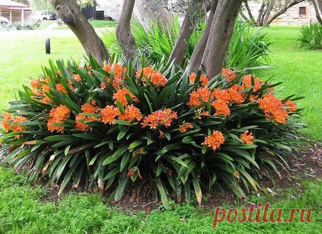 Оформление околоствольных кругов деревьев

Планируя дизайн сада, порой мы забываем про околоствольные круги деревьев. Давайте посмотрим, как можно и нужно использовать их для украшения участка.
Ухаживая за деревом, необходимо не только вовремя обрезать ветки, белить ствол, но и помогать развиваться корням, обрабатывая приствольный круг. Есть несколько способов его оформления, позволяющих оздоровить корневую систему дерева, а заодно и преобразить ваш сад.

Приствольный круг...