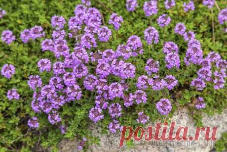 Тимьян: выращиваем чабрец для грядки и дома Тимьян многолетнее растение (другое название чабрец) распространенное в умеренных зонах Азии, Европы и даже на Африканском континенте. Насчитывает около четырехсот видов и представляет собой стелющиес...