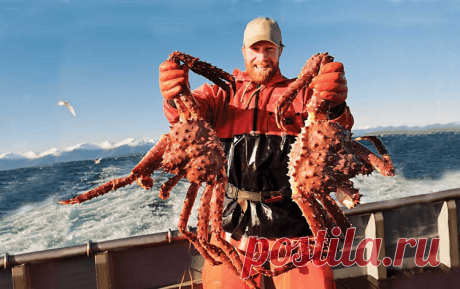 «Крабовое сафари». Мурманская область. Старт – 16.08.2021 | Журнал "JK" Джей Кей В Мурманской области с 16.08.2021 будет запущена программа любительского лова камчатского краба (прибрежная зона Баренцева моря). Руководство региона уточняет, что