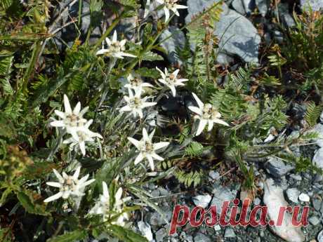 Алтай. Эдельвейсы.