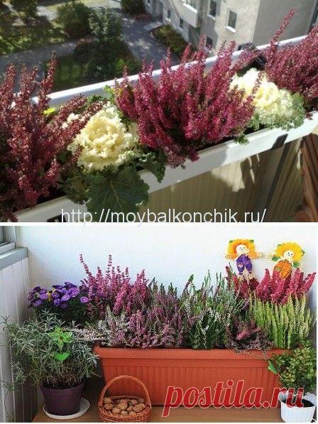 Морозоустойчивые растения на балконе зимой