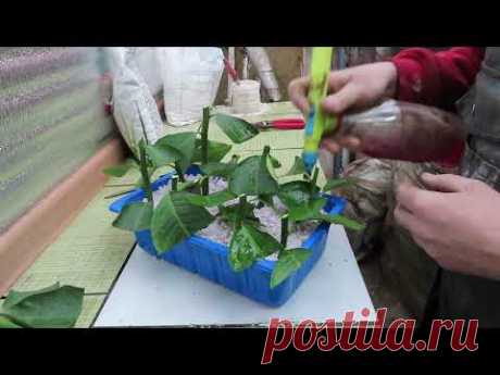 Черенкование лимона. В перлите зимой.