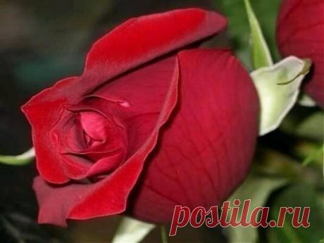 wasfee: В жизни я слышал многое — клятвы, обещания, комплименты, но лучшее, что я слышал — тишина. В ней нет лжи.