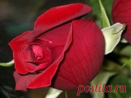 wasfee: В жизни я слышал многое — клятвы, обещания, комплименты, но лучшее, что я слышал — тишина. В ней нет лжи.